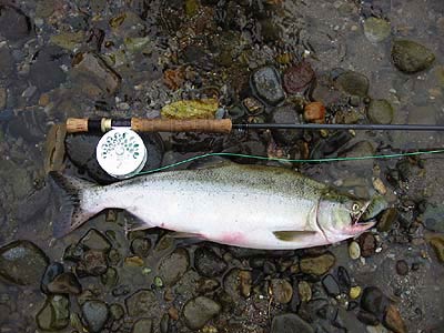 Beautiful fresh pink salmon ! Good Fight !!