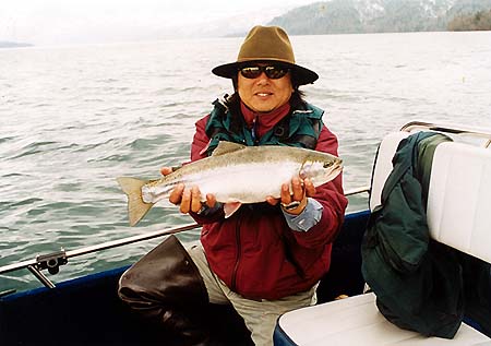 Rainbow trout by dry fly